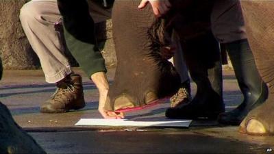 Elephant foot painting