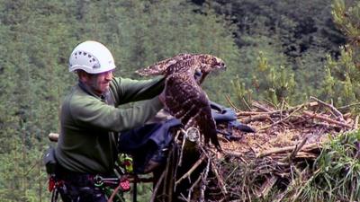 An osprey chick is returned to its nest