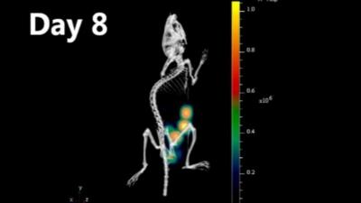 CT scan of mouse