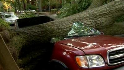 Fallen tree on car