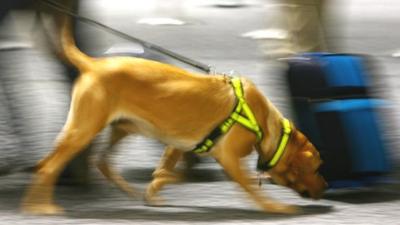 Sniffer dog near a suitcase