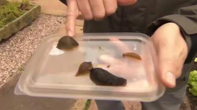 Slugs on plastic tray