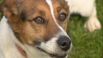 Patch, a Jack Russell terrier