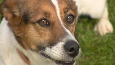 Patch, a Jack Russell terrier