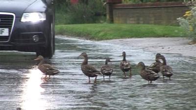 Ducks in road