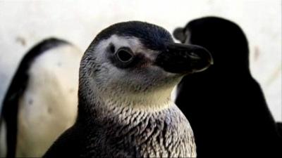 Stranded penguins undergo rehab in Rio