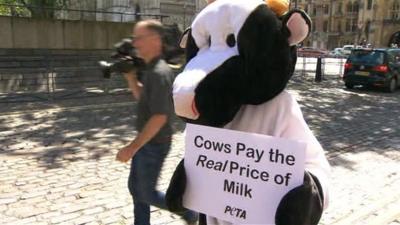 Protester dressed as a cow