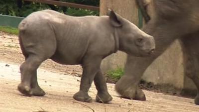 Black rhino calf born at Port Lympne wild animal park, Kent