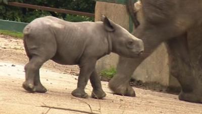 The latest black rhino at Port Lympne