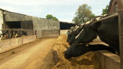 The government has said a budger cull will help combat the spread of bovine tuberculosis