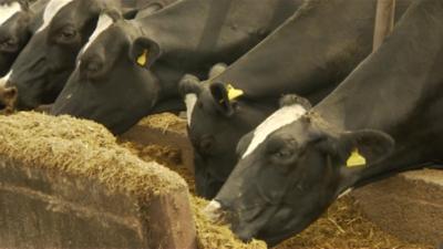 Cows on farm