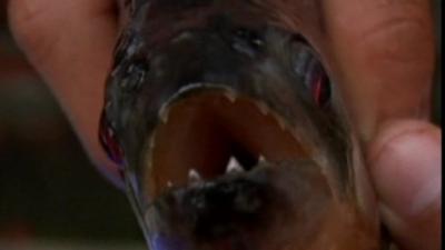 The piranha that bit a man's hand in China