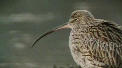 Curlew