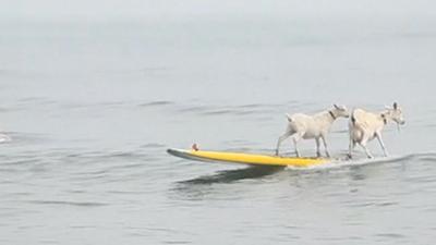 Two goats surfing on a board