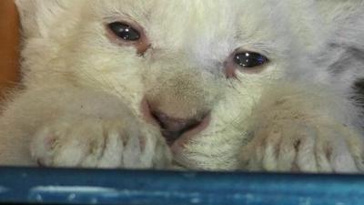 Albino lion cub