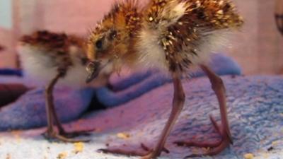 Spoon-billed sandpiper bird