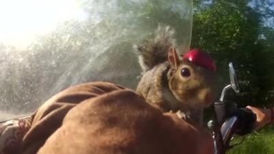 Squirrel riding a motorbike