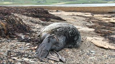 Dead seal on a beach