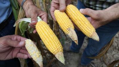 Pieces of dried sweetcorn