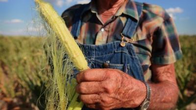 Drought damaged ear of corn in Illinois