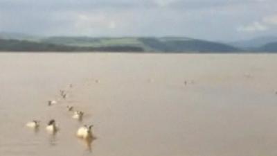 Sheep swimming in Leven Estuary, Cumbria