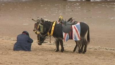 Donkey on a UK beach