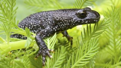 Great crested newt