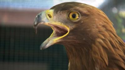 Samson the golden eagle