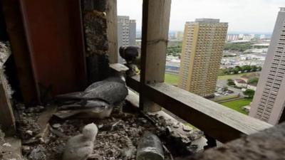 Peregrine falcons and a chick nesting in a derelict flat