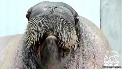 Huge walrus