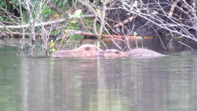 Young beavers swimming in a loch