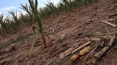 Drought-stricken corn crops