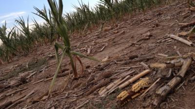 Drought-stricken corn crops