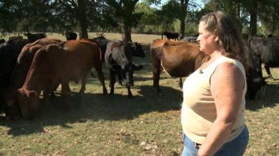 Female cattle rancher in Arkansas