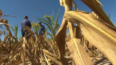 Crops affected by drought in US