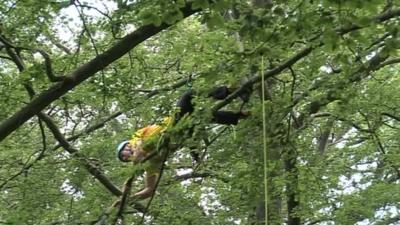 Alistair Magee climbing a tree