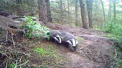 Badgers in woodland