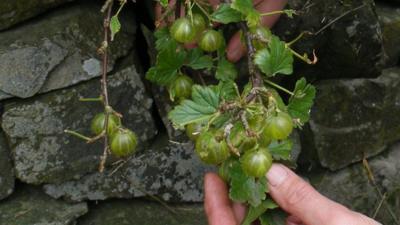 Woman picking gooseberries