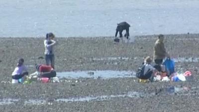 Picking oysters at Southend