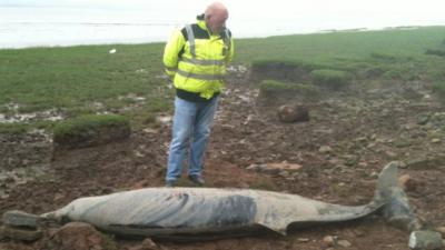 Young whale washed up at Aust near the First Severn Crossing