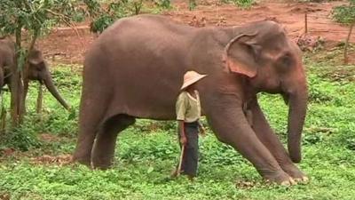 An elephant with a trainer