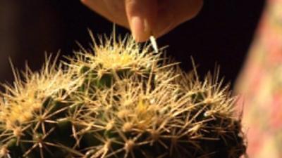 Cactus at the Proms