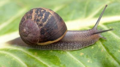 Snail on a leaf