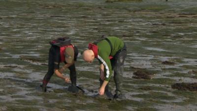 Environmentalists working on seagrass beds