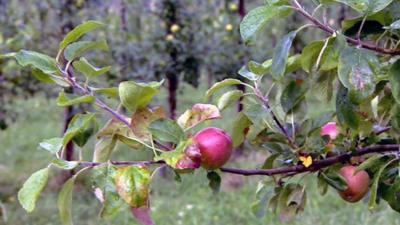 Apples in an orchard