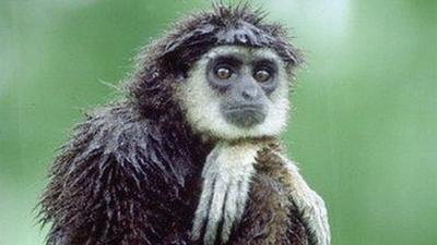 White-handed gibbon