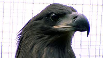 A sea eagle