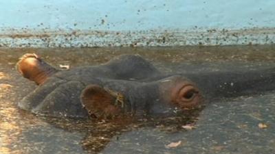 In South Africa, a hippopotamus has become stuck in a swimming pool.