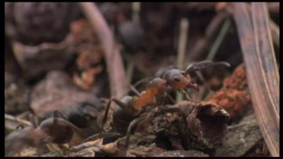 Northern hairy wood ant