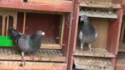 Pigeons in their pigeon loft